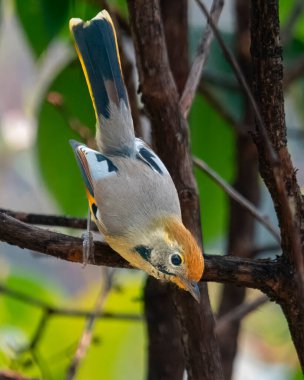 Kestane kuyruklu minla (Actinodura strigula) veya Uttarakhand, Hindistan 'da Munsyari' de bar boğazlı siva bile olabilir.