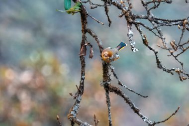 bar-throated minla or chestnut-tailed minla (Actinodura strigula), or even bar-throated siva in Munsyari in Uttarakhand, India clipart