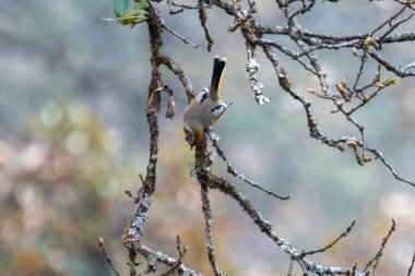 bar-throated minla or chestnut-tailed minla (Actinodura strigula), or even bar-throated siva in Munsyari in Uttarakhand, India clipart