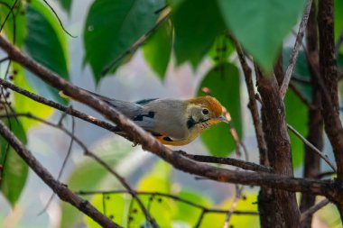 bar-throated minla or chestnut-tailed minla (Actinodura strigula), or even bar-throated siva in Munsyari in Uttarakhand, India clipart