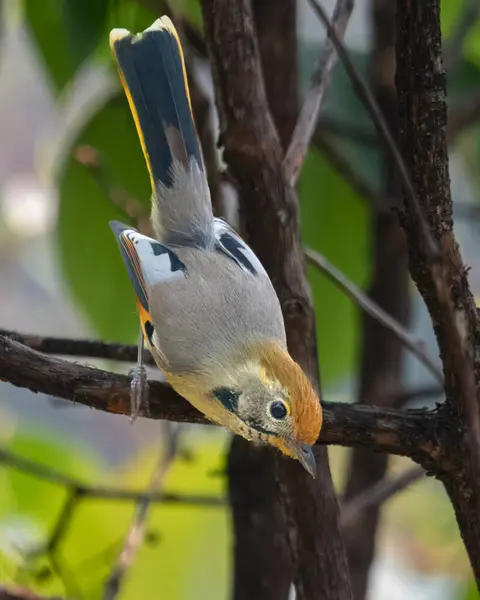 stock image bar-throated minla or chestnut-tailed minla (Actinodura strigula), or even bar-throated siva in Munsyari in Uttarakhand, India