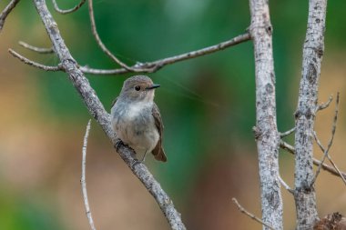 female ultramarine flycatcher or the white-browed blue flycatcher (Ficedula superciliaris), a small arboreal Old World flycatcher in Munsyari in Uttarakhand, India clipart