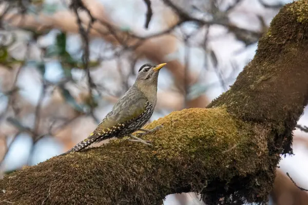 stock image scaly-bellied woodpecker (Picus squamatus) in Munsyari in Uttarakhand, India