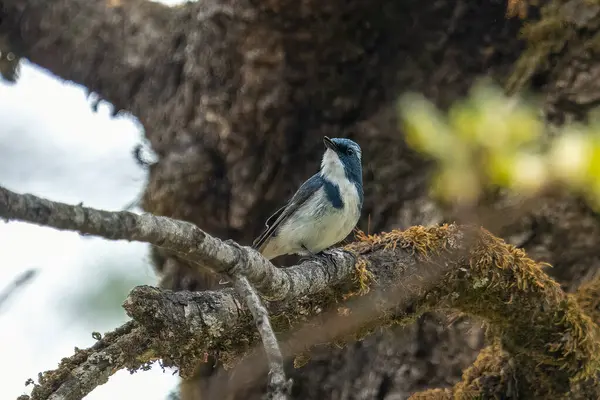 stock image male ultramarine flycatcher or the white-browed blue flycatcher (Ficedula superciliaris), a small arboreal Old World flycatcher in Munsyari in Uttarakhand, India