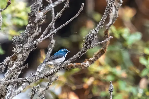 stock image male ultramarine flycatcher or the white-browed blue flycatcher (Ficedula superciliaris), a small arboreal Old World flycatcher in Munsyari in Uttarakhand, India