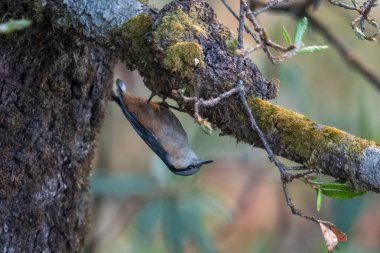 white-tailed nuthatch (Sitta himalayensis) in Munsyari in Uttarakhand, India clipart