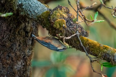Uttarakhand, Hindistan 'da Munsyari' de beyaz kuyruklu tımarhane (Sitta himalayensis)