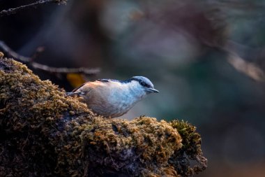 white-tailed nuthatch (Sitta himalayensis) in Munsyari in Uttarakhand, India clipart