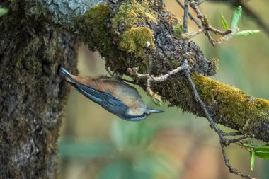 Uttarakhand, Hindistan 'da Munsyari' de beyaz kuyruklu tımarhane (Sitta himalayensis)