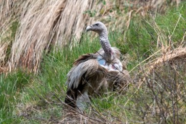 Himalaya akbabası (Gyps himalayensis) veya Himalaya griffon akbabası, Uttarakhand, Hindistan 'da Munsyari yakınlarında bir Eski Dünya akbabasıdır.