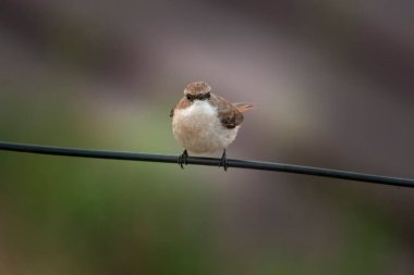 Uttarakhand, Hindistan 'daki Mukteshwar' da kadın, gri çalı sohbeti (Saxicola ferreus)