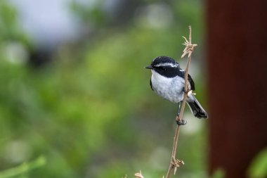 Erkek, gri çalı sohbet (Saxicola ferreus) Uttarakhand, Hindistan 'da Mukteshwar' da