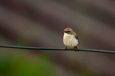 Uttarakhand, Hindistan 'daki Mukteshwar' da kadın, gri çalı sohbeti (Saxicola ferreus)