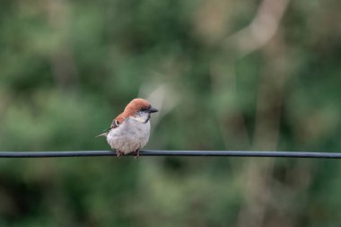 Uttarakhand, Hindistan 'da Mukteshwar' da tarçın ya da tarçın ağacı serçesi olarak da adlandırılan russet serçesi (Passer cinnamomeus)