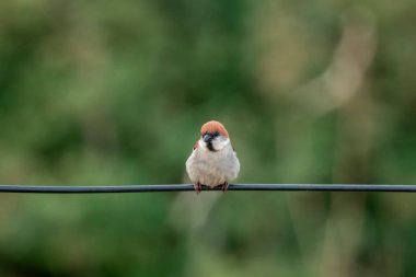 russet sparrow (Passer cinnamomeus), also called the cinnamon or cinnamon tree sparrow in Mukteshwar in Uttarakhand, India clipart