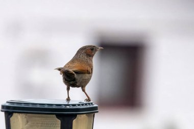 Uttarakhand, Hindistan 'da Mukteshwar' da çizgili kahkaha ardıcı (Trochalopteron lineatum)