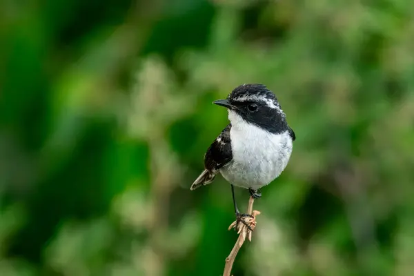 stock image male, grey bush chat (Saxicola ferreus) at Mukteshwar in Uttarakhand, India