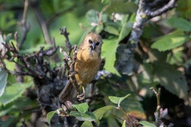 Uttarakhand, Hindistan 'da Binsar' da siyah çeneli geveze (siyanoderma pyrrhops) gözlemlendi