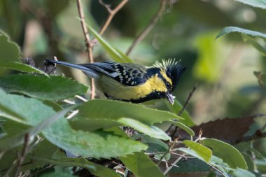 Himalayan black-lored tit (Machlolophus xanthogenys), also known as simply black-lored tit, observed in Binsar in Uttarakhand, India clipart