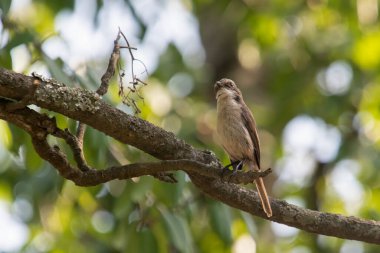 Uttarakhand, Hindistan 'da Binsar' da dişi gri çalı sohbeti (Saxicola ferreus)