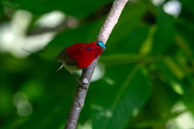 crimson sunbird (Aethopyga siparaja) in Binsar in Uttarakhand, India clipart