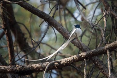 Indian paradise flycatcher (Terpsiphone paradisi) in Binsar in Uttarakhand, India clipart