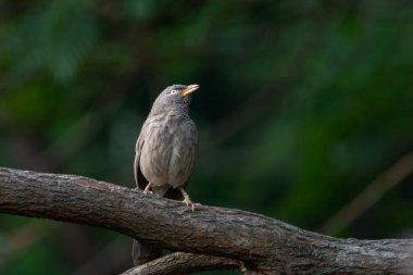 Uttarakhand, Hindistan 'da Binsar' da orman gevezesi (Argya striata)