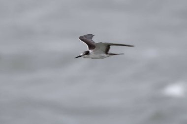 bridled tern (Onychoprion anaethetus) near Elephanta Island near Mumbai, Maharashtra, India clipart