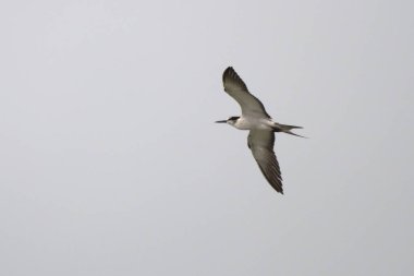 Mumbai, Maharashtra, Hindistan yakınlarındaki Fil Adası yakınlarında dizginlenmiş deniz feneri (Onychoprion anaetus)