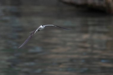 Mumbai, Maharashtra, Hindistan yakınlarındaki Fil Adası yakınlarında dizginlenmiş deniz feneri (Onychoprion anaetus)