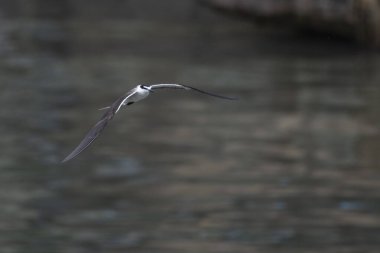 bridled tern (Onychoprion anaethetus) near Elephanta Island near Mumbai, Maharashtra, India clipart