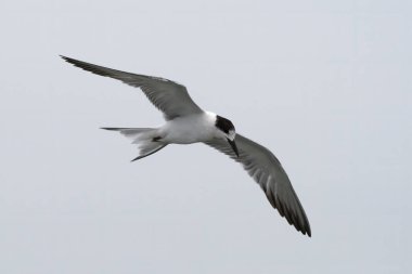 Mumbai, Maharashtra, Hindistan yakınlarındaki Fil Adası yakınlarındaki yaygın deniz feneri (Sterna hirundo)