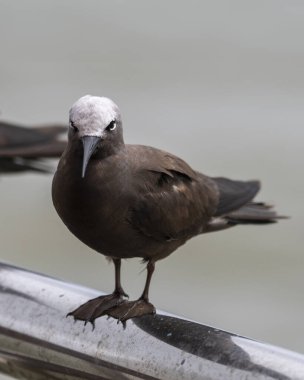 Mumbai, Maharashtra, Hindistan yakınlarındaki Fil Adası 'nın yakınlarındaki nemli noddy (Anous tenuirostris) olarak bilinir.