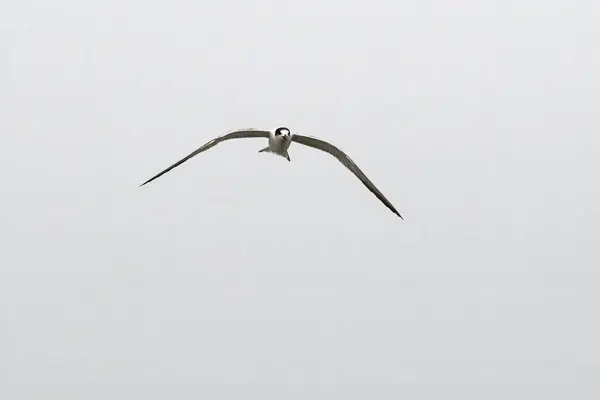 stock image common tern (Sterna hirundo) near Elephanta Island near Mumbai, Maharashtra, India