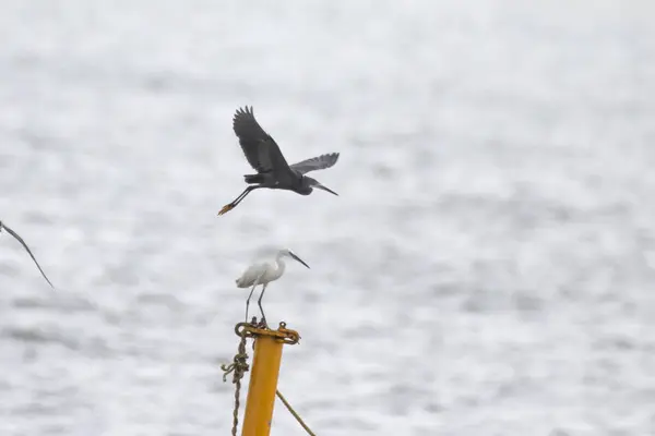 stock image different morphs of western reef heron (Egretta gularis), also called the western reef egret, near Elephanta Island near Mumbai, Maharashtra, India