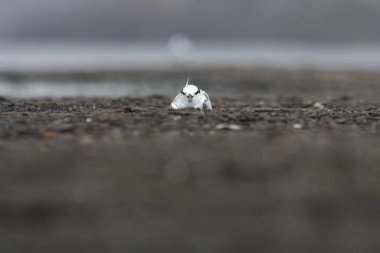 Saunderss tern Sternula saundersi, aynı zamanda Mumbai, Maharashtra, Hindistan 'daki Geetanagar' da kara delikli deniz feneri olarak da bilinir.