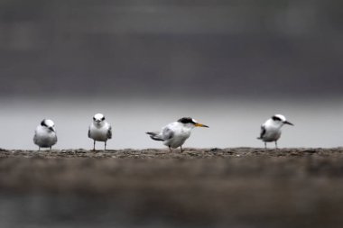 Saunderss tern Sternula saundersi, also known as the black-shafted tern at Geetanagar in Mumbai, Maharashtra, India clipart