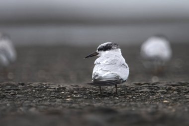 Saunderss tern Sternula saundersi, also known as the black-shafted tern at Geetanagar in Mumbai, Maharashtra, India clipart