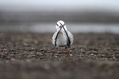 Saunderss tern Sternula saundersi, also known as the black-shafted tern at Geetanagar in Mumbai, Maharashtra, India clipart