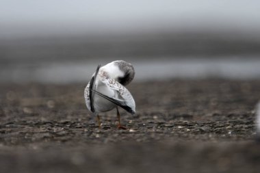 Saunderss tern Sternula saundersi, also known as the black-shafted tern at Geetanagar in Mumbai, Maharashtra, India clipart