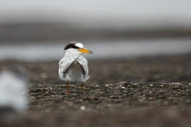 Saunderss tern Sternula saundersi, aynı zamanda Mumbai, Maharashtra, Hindistan 'daki Geetanagar' da kara delikli deniz feneri olarak da bilinir.