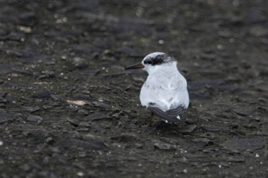 Saunderss tern Sternula saundersi, aynı zamanda Mumbai, Maharashtra, Hindistan 'daki Geetanagar' da kara delikli deniz feneri olarak da bilinir.