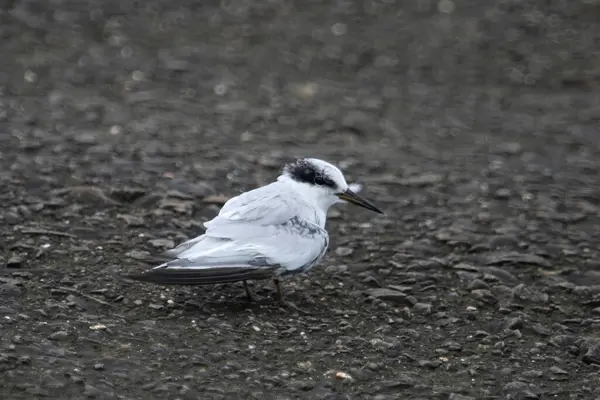 stock image Saunderss tern Sternula saundersi, also known as the black-shafted tern at Geetanagar in Mumbai, Maharashtra, India