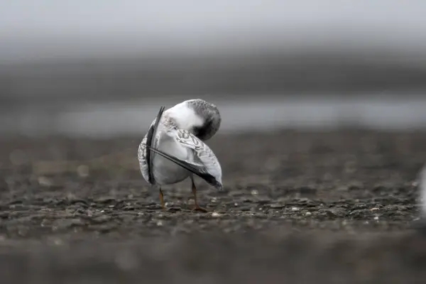 stock image Saunderss tern Sternula saundersi, also known as the black-shafted tern at Geetanagar in Mumbai, Maharashtra, India