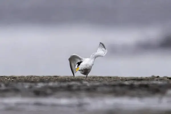 stock image Saunderss tern Sternula saundersi, also known as the black-shafted tern at Geetanagar in Mumbai, Maharashtra, India