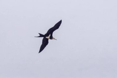 lesser frigatebird (Fregata ariel) at Mumbai, Maharashtra, India clipart