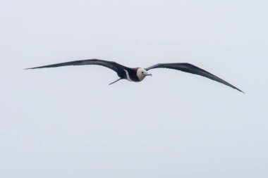 lesser frigatebird (Fregata ariel) at Mumbai, Maharashtra, India clipart