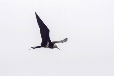 lesser frigatebird (Fregata ariel) at Mumbai, Maharashtra, India clipart