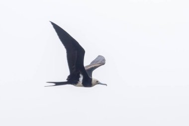 lesser frigatebird Fregata ariel at Mumbai, Maharashtra, India clipart