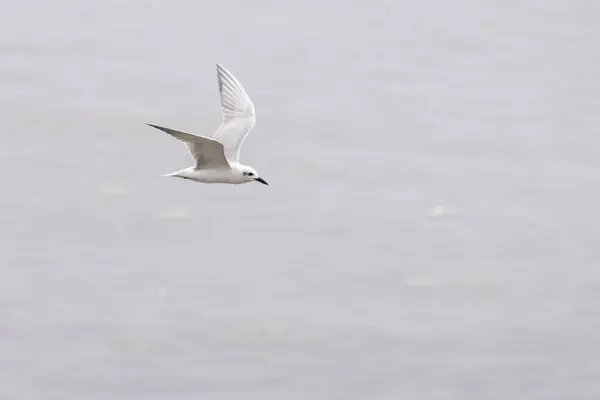 stock image whiskered tern (Chlidonias hybrida) at Mumbai, Maharashtra, India